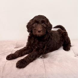 Sidney - Chocolate female Goldendoodle puppy in Allen, Texas from Calena’s Doodles