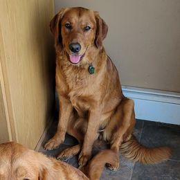 Dixie - Golden Retriever