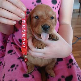 Red - Dark golden female Golden Retriever puppy in Lanesboro, Minnesota from Eagle Ridge Golden Retrievers