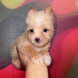 Finn - Tan and white male Yorkshire Terrier puppy in Flowood, Mississippi from Prissy PawPals