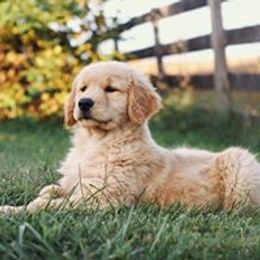 Golden Retriever Puppies from True Magic Goldens