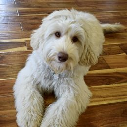Skye - Australian Labradoodle