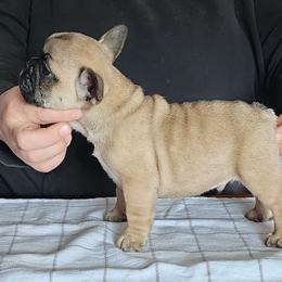 French Bulldog puppies from Jemms Kennels