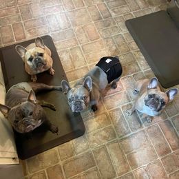 French Bulldog All Grown Up from Porchant French Bulldogs