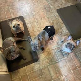 French Bulldog All Grown Up from Porchant French Bulldogs