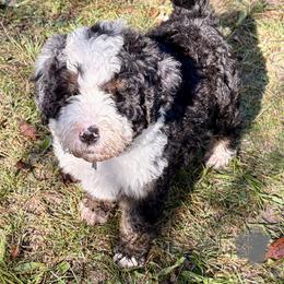 Gray boy - Tri-color male Bernedoodle puppy in Lake, Michigan from 3 King Doodles & Poodles