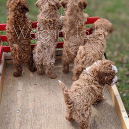 Bernedoodle and Cavapoo Puppies from Wag'in Tails