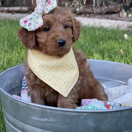 Goldendoodle Puppies from JD GoldenDoodles