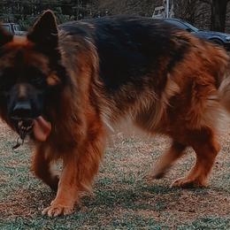 German Shepherds from Scarlet Reign K9s