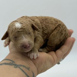 Sweet Potato - Red  male Poodle puppy in Greeneville, Tennessee from Smokey Mountain Sheepadoodles