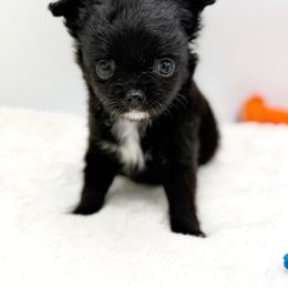 Greta - Black and white female Chihuahua puppy in Lee Center, New York from Alfheim-Andromeda Chihuahua's (A &A's)