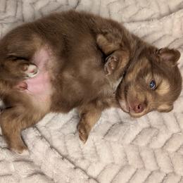 Ember - Red and white female Pomsky puppy in Temple, Texas from Lone Star Pomsky