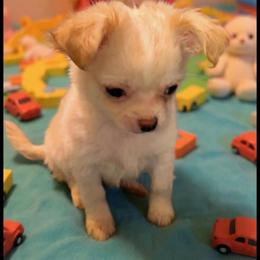 (Saint) Nick - Cream and white male Chihuahua puppy in Kyle, Texas from joy of chihuahuas tx