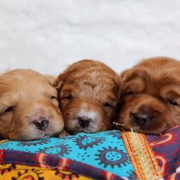 Australian Labradoodle Puppies from Cornerstone Labradoodles
