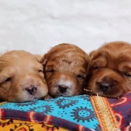 Australian Labradoodle Puppies from Cornerstone Labradoodles