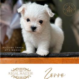 Zorro - White male Maltese puppy in Jacksonville, Alabama from Regal Maltese