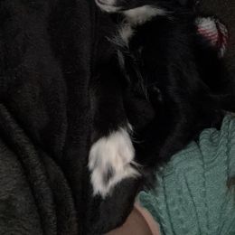 Bluey - Toy Australian Shepherd