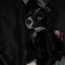 Bluey - Toy Australian Shepherd