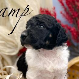 Stamp - Parti female Poodle puppy in Greenville, North Carolina from Grace Poodles