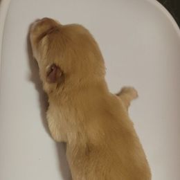 Asher Sky - Apricot male Schipperke puppy in Randsburg, California from Schipperke Ranch