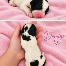 Domino - Parti female Poodle puppy in Cleburne, Texas from Lone Star Standard Poodles LLC