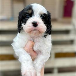 Chiffon - Black and white female Cavapoo puppy in Midland, Michigan from Northern Charm Farm