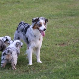Miniature Australian Shepherd Puppies from Ridgestar Aussies