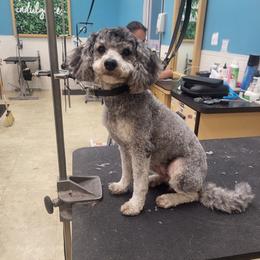 Lunar - Poodle