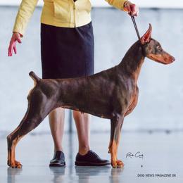 Doberman Pinschers from Trejac Dobermans