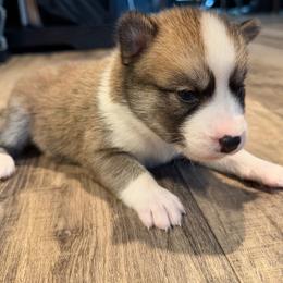 Kiki - Red and white female Pomsky puppy in Mount Washington, Kentucky from My Perfect Pomsky Pet