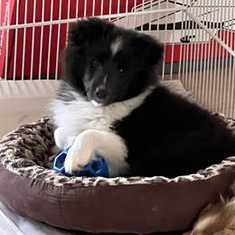 Poppy - Black and white female Shetland Sheepdog puppy in Davie, Florida from Enclave
