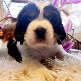 Girl 3 - Black white and tan English Springer Spaniel puppy in Roseburg, Oregon from Enos Ranch Springer Spaniels
