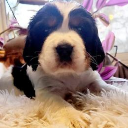 Girl 3 - Black white and tan English Springer Spaniel puppy in Roseburg, Oregon from Enos Ranch Springer Spaniels