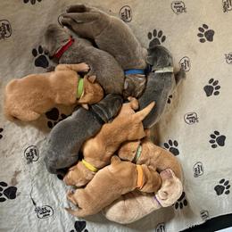 Red collar - Silver female Dilute Retriever puppy in Douglass, Kansas from JP Kennels, LLC