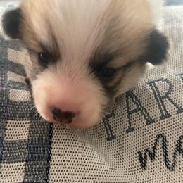 Tucker - Red male Pembroke Welsh Corgi puppy in Griffin, Georgia from Rollnoaks & Cottontail AKC Pembroke Welsh Corgis