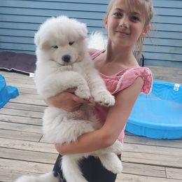 Samoyed Puppies from Limelight Samoyeds