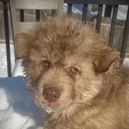 Summit - Red and white male Siberian Husky puppy in Florence, Kentucky from Moonlight Howl Huskies