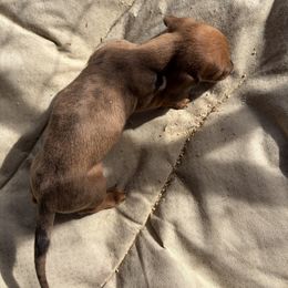Boy 1 - Dapple male Dachshund puppy in Pearce, Arizona from Katy West Weenies