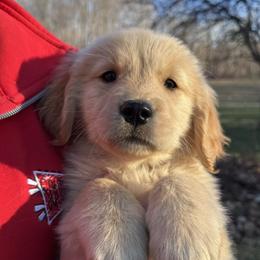 Pink Girl - Golden female Golden Retriever puppy in Silver Lake, Indiana from Seven Hills Goldens