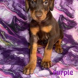Purple Collar - Red and rust female Doberman Pinscher puppy in Louisville, Kentucky from Ruiz Dobermans