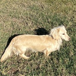 Maui - Dachshund