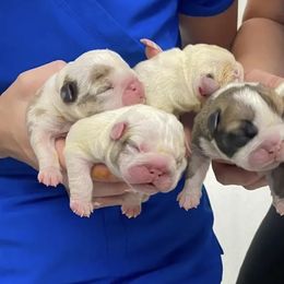 Bulldogs and French Bulldogs from Bulldog Chronicles