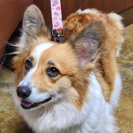 American Corgis and Pembroke Welsh Corgis from Cantu Corgis