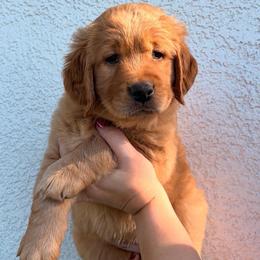 Boo - Golden female Golden Retriever puppy in Millville, California from Hope Lane Kennels