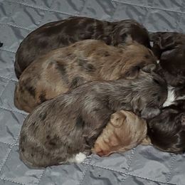 Poodle and Yorkipoo Puppies from Mandy's Poodle's