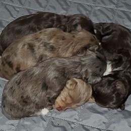 Poodle and Yorkipoo Puppies from Mandy's Poodle's