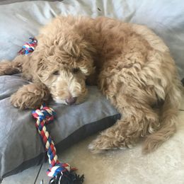 Goldendoodle Puppies from Main Street Goldendoodles