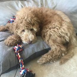 Goldendoodle Puppies from Main Street Goldendoodles