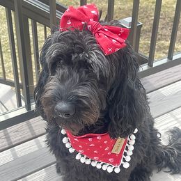 Bentley - Goldendoodle