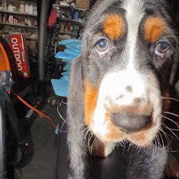 Blue- Max - Black tan and white male Basset Hound puppy in Pflugerville, Texas from Mountain Mama Bassets